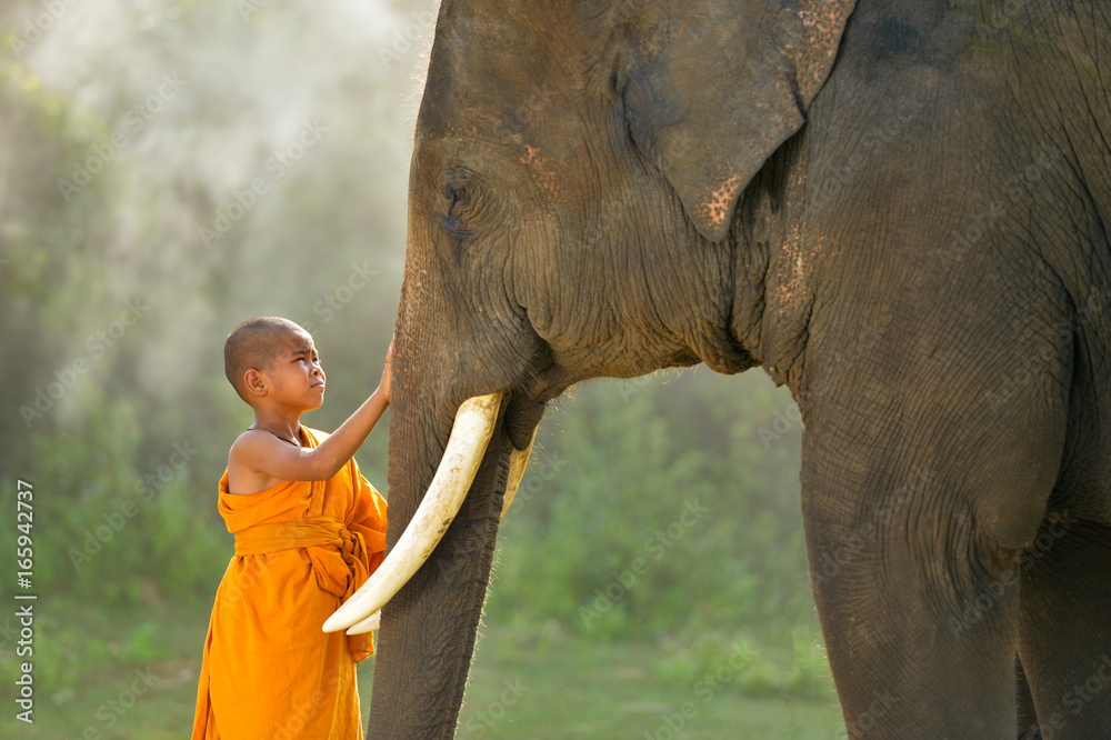 Fototapeta Nowicjusze mnisi i słoń, Tajlandia