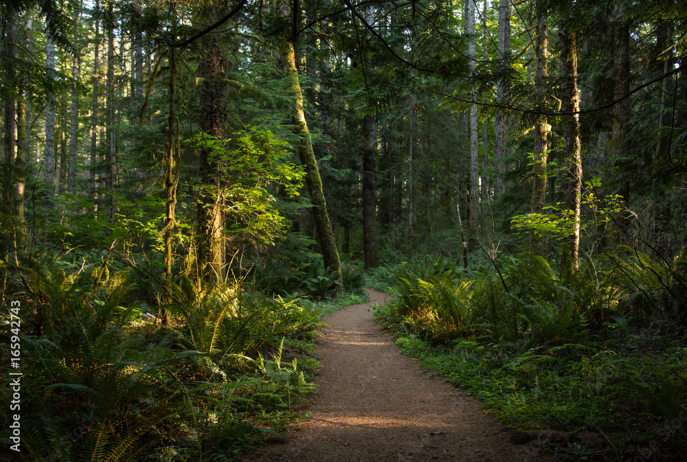 Fototapeta premium Path through the woods