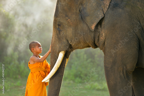 Fototapeta Nowicjusze mnisi i słoń, Tajlandia