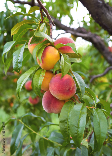 frersh peaches on tree
