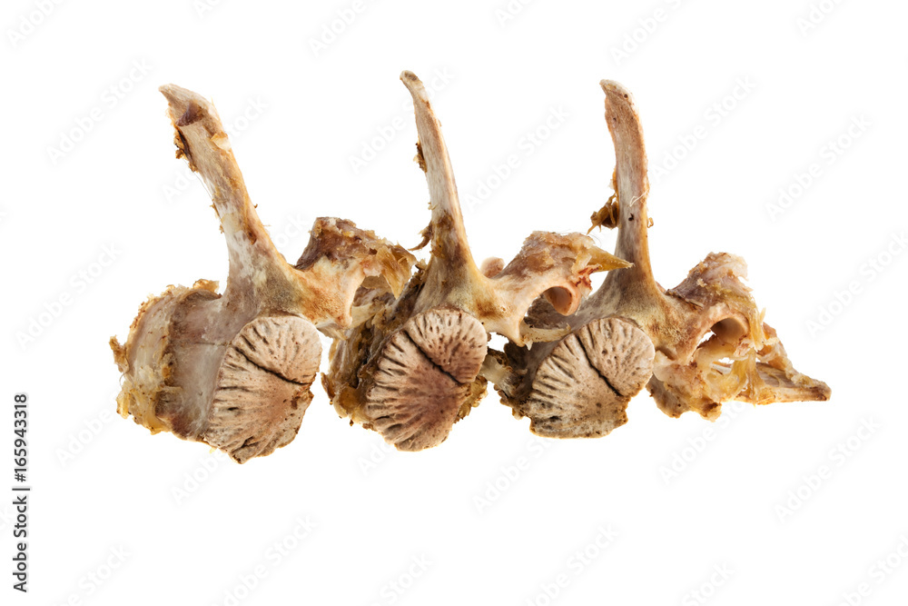 Fototapeta premium Boiled bone on white background
