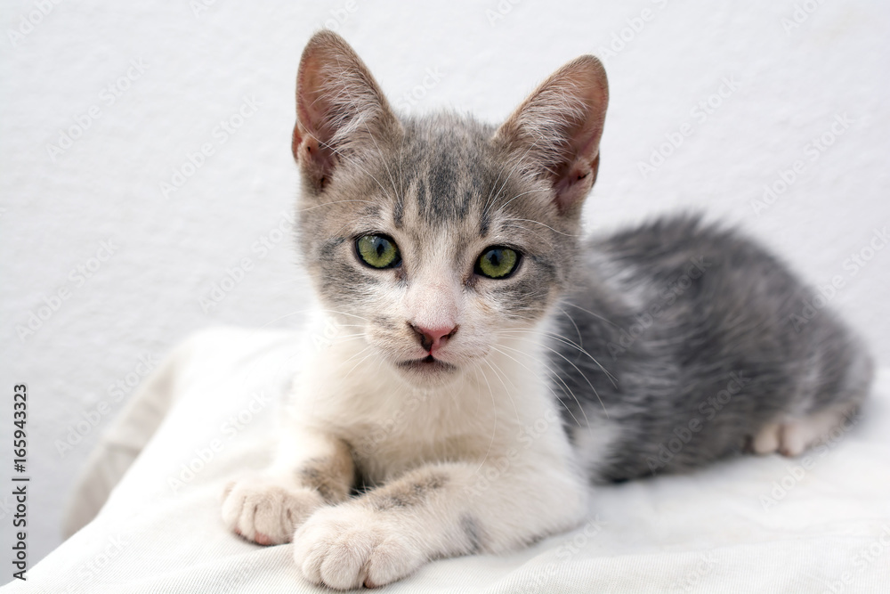 Fototapeta premium Small Cat lying Down