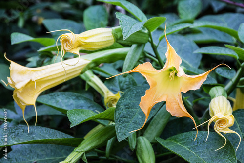 Tropical flowers in Madeira island - yellow datura head close up
