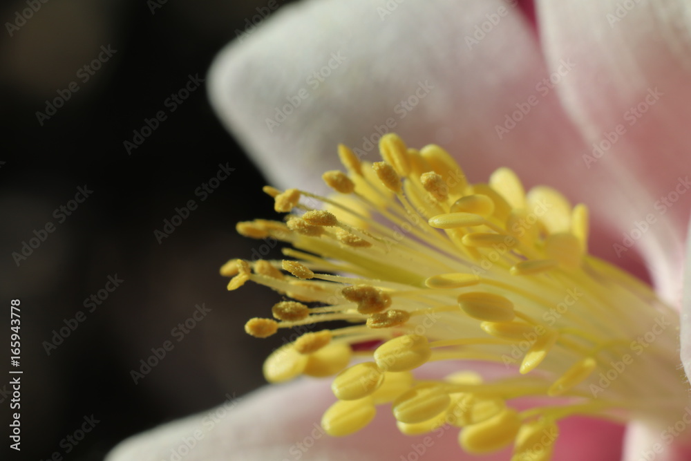 Fototapeta premium Flower Center Closeup