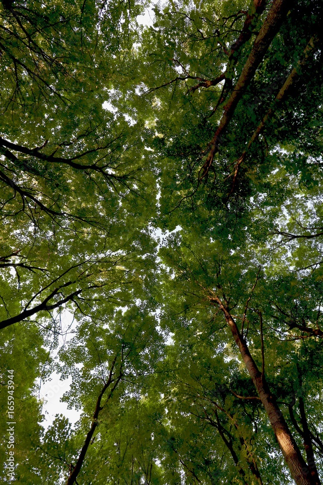 Fototapeta premium Green Leaf Canopy