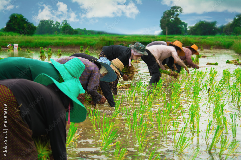 Farmers transplanting rice seedlings.