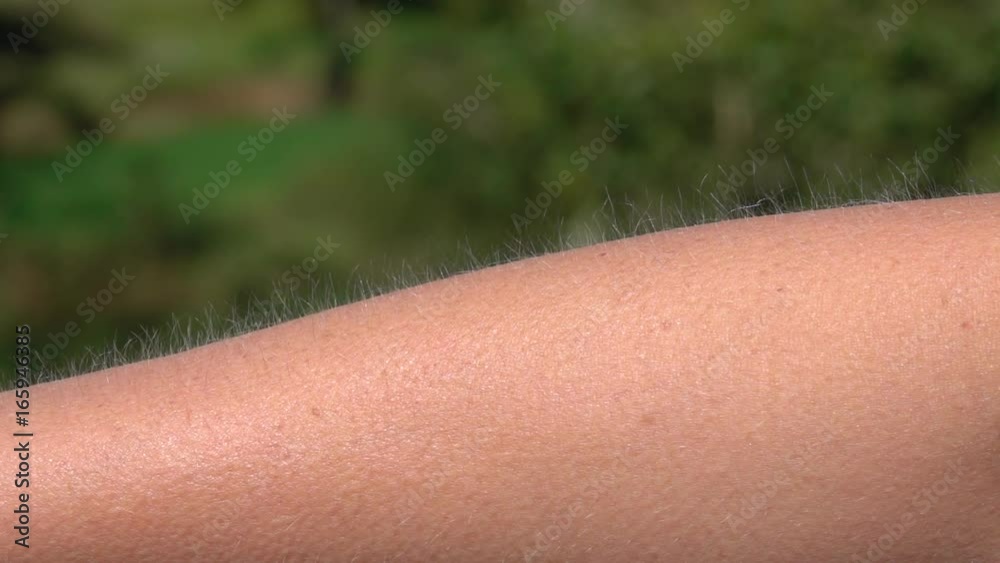 CLOSE UP MACRO DEPTH OF FIELD Detail of skin and hair with goose bumps