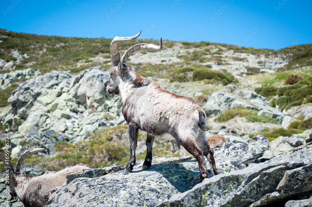 Wild Goat on the rock in the foreground. Wild Goat on the rock in the foreground.