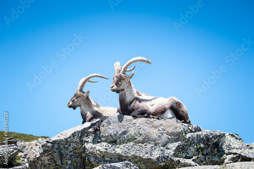 Wild Goat on the rock in the foreground.