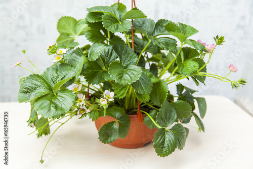 Bush of an ampelous garden wild strawberry photo