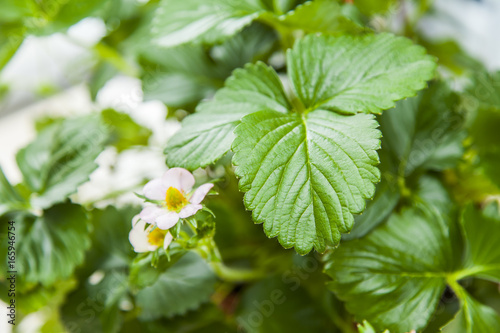 Bush of an ampelous garden wild strawberry photo