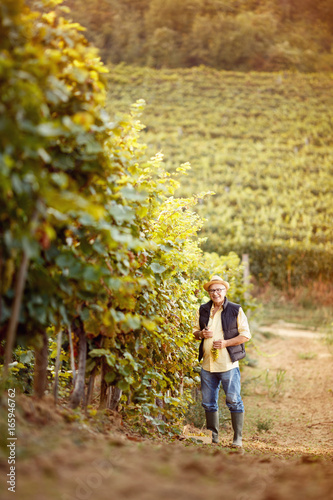 smiling man harvest the grape at his vineyard. © luckybusiness