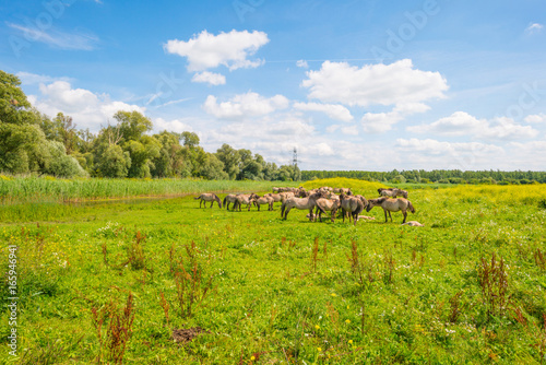 Feral horses along the shore of a lake in sunlight in summer
