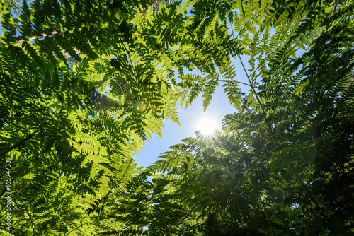 beautiful green Fern leaves under sunlight in the woods from below