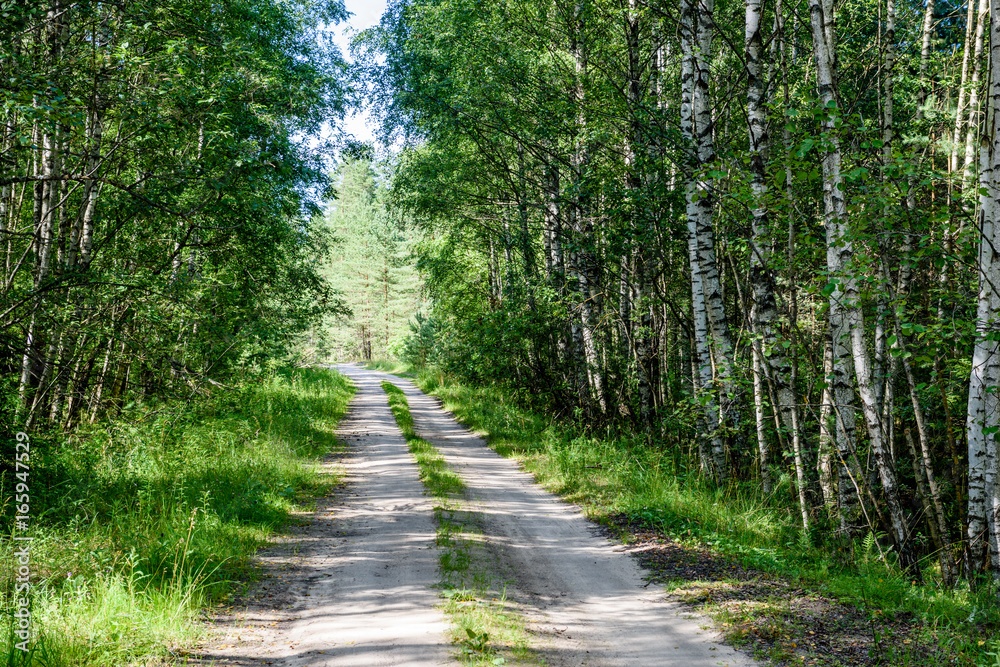 Fototapeta premium romantic gravel road in green tree forest