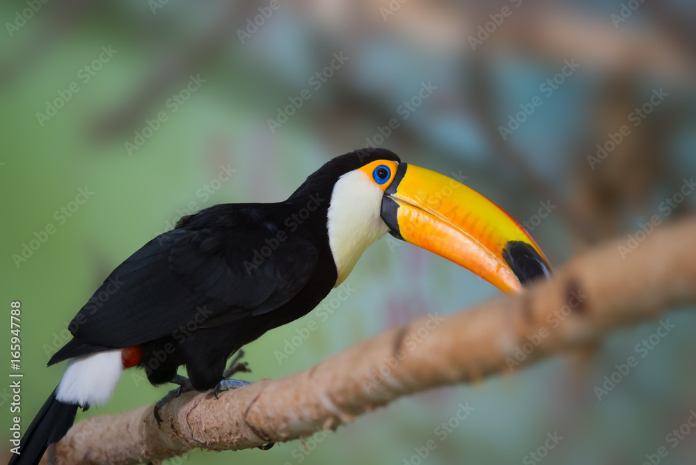 Toucan (Ramphastos toco) sitting on tree branch in forest