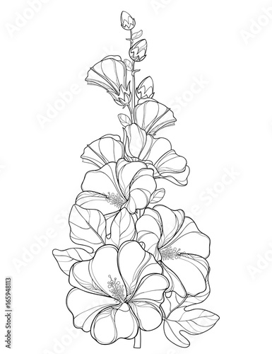 Vector bunch with outline Alcea rosea or Hollyhock flower, stem, bud and leaf isolated on white background. Floral elements in contour style with ornate Hollyhock for summer design and coloring book.