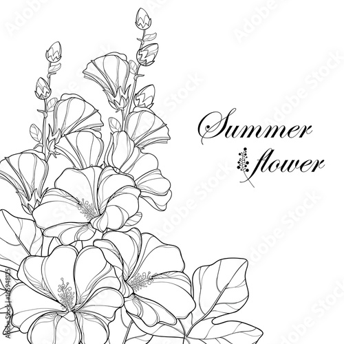 Vector bouquet with outline Alcea rosea or Hollyhock flower, bud and leaf isolated on white background. Corner composition in contour style with ornate Hollyhock for summer design and coloring book.