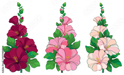 Fototapeta Naklejka Na Ścianę i Meble -  Vector bunch with outline Alcea rosea or Hollyhock flower in pink and white, bud and green leaf isolated on white background. Floral set in contour style with ornate Hollyhock for summer design.