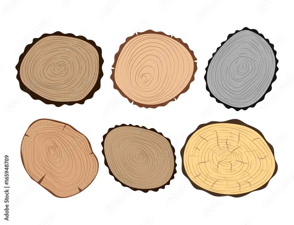 Wood slice texture tree circle cut raw material set detail plant years history textured rough forest vector illustration.