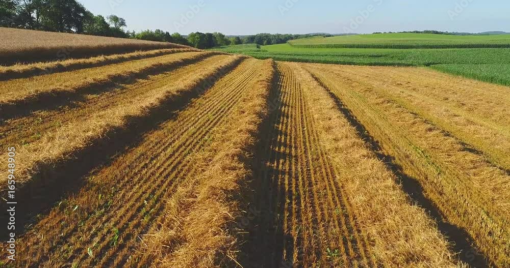 Cut hay on hillside, corn field in background,low aerial flyover.
Cut hay on hillside, corn field in background,low aerial flyover.