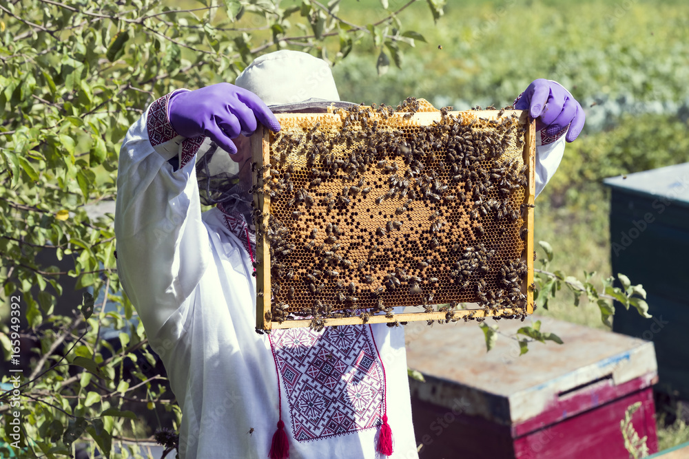 A man works in an apiary collecting bee honey A man works in an apiary collecting bee honey