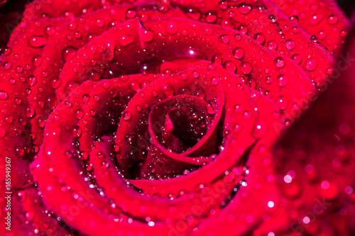 Red roses with drops