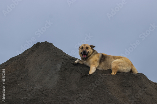 perro acostado sobre montaña de arena gris