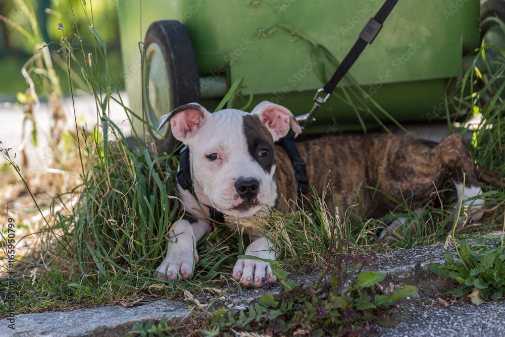 kleiner Kampfhund liegt im Gras Stock Photo | Adobe Stock