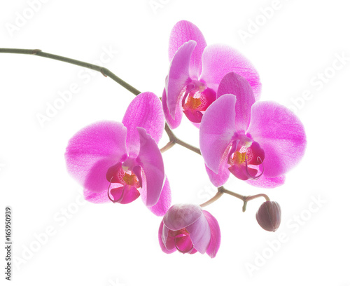Fototapeta Naklejka Na Ścianę i Meble -  Pink orchid on a white background