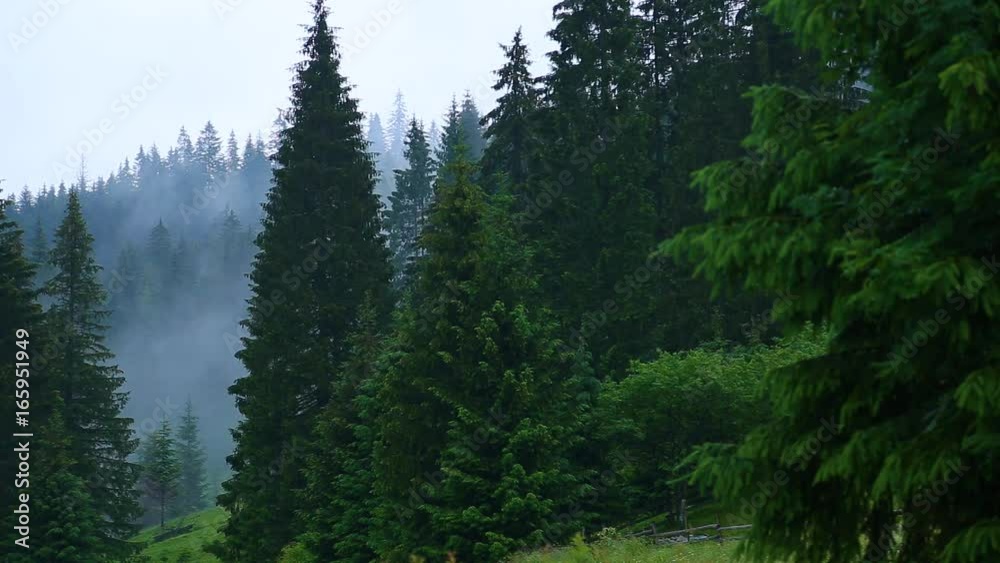Heavy rain in mountain area. Real time full hd video footage. Heavy rain in mountain area. Real time full hd video footage.