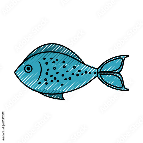 sea fish isolated icon