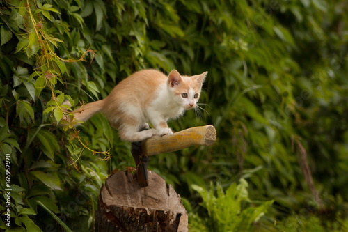 рыжий котенок охотится в саду