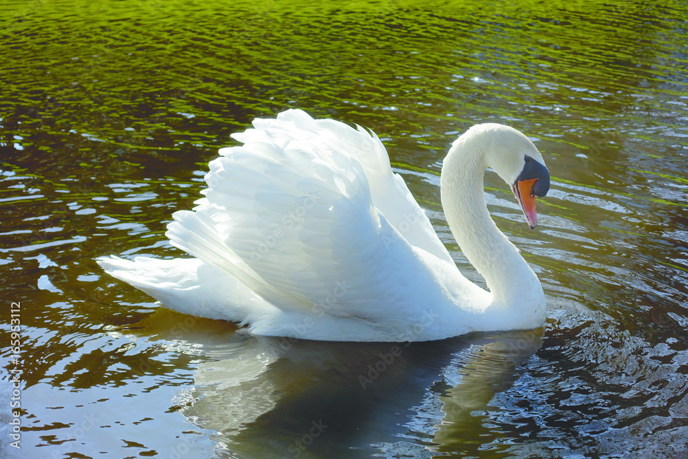 Fototapeta premium One big white adult beautiful swan posing and swimming in a brown water lake on a sunny afternoon.