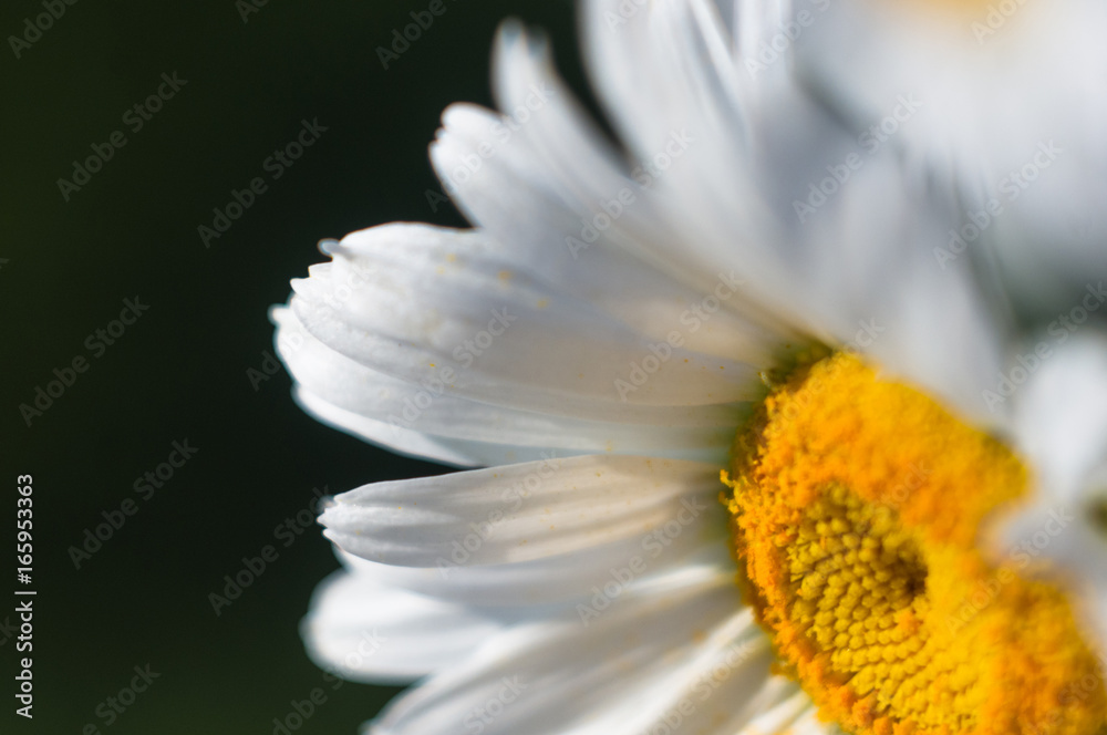 Obraz premium Blooming camomile, selective focus