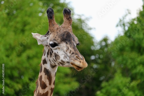 Giraffe © Herb Graf