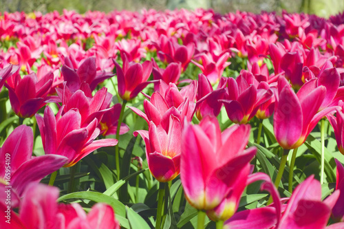 Tulips with red crown shaped petals and green leaves in a field blooming at springtime during the day in Holland.