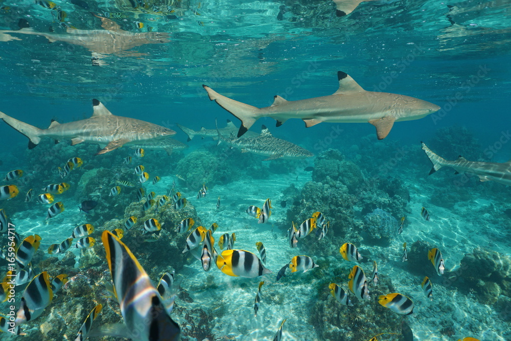 Obraz premium Blacktip reef sharks with a shoal of tropical fish Pacific double-saddle butterflyfish underwater in a lagoon, south Pacific ocean, French Polynesia