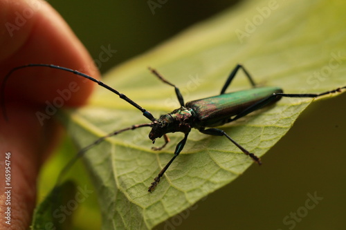 Beetle with long mustache and colored shell © Elroi