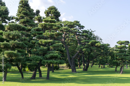 Wall Mural tokyo imperial palace pine tree