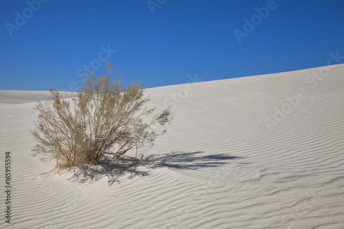 Creosote Bush (Larrea tridentate), White Sands, NM