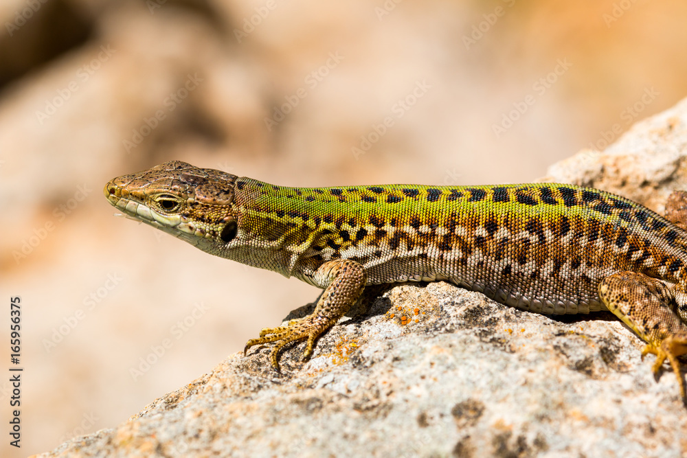 Green lizard (Reptile Podarcis Siculus) Green lizard (Reptile Podarcis Siculus)