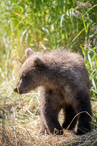 Alaskan brown bear cub on shore