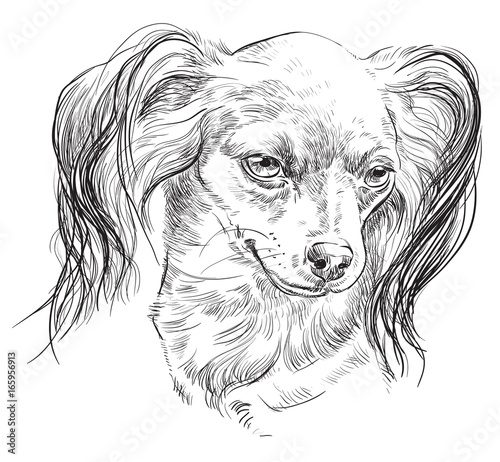 Wallpaper Mural Russian long-haired toy Terrier vector hand drawing portrait Torontodigital.ca