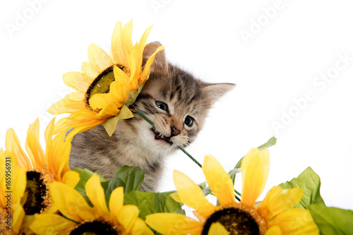 Fototapeta Naklejka Na Ścianę i Meble -  Tabby kitten with sunflower