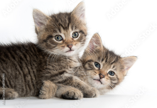 Fototapeta Naklejka Na Ścianę i Meble -  Two cute kittens playing