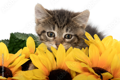 Fototapeta Naklejka Na Ścianę i Meble -  Cute tabby kitten wiht sunflowers