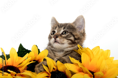 Fototapeta Naklejka Na Ścianę i Meble -  Cute tabby kitten wiht sunflowers