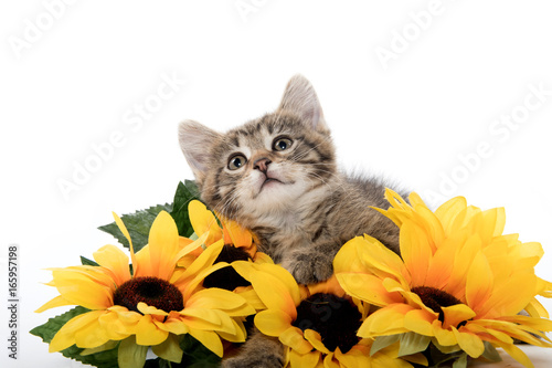 Fototapeta Naklejka Na Ścianę i Meble -  Cute tabby kitten wiht sunflowers