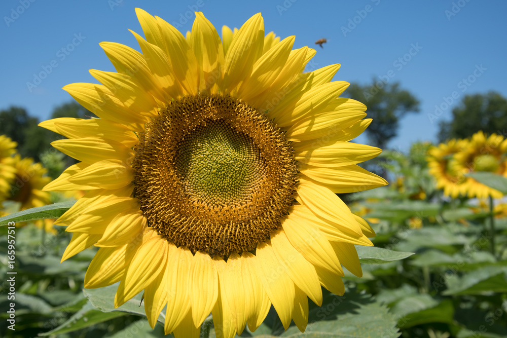 Sunflower and blue sky